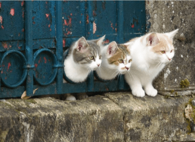 gatti curiosi