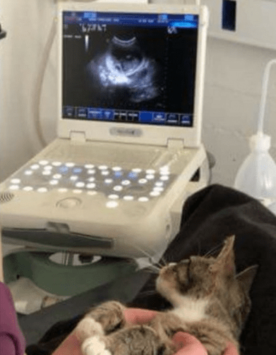 gatti gravidanza