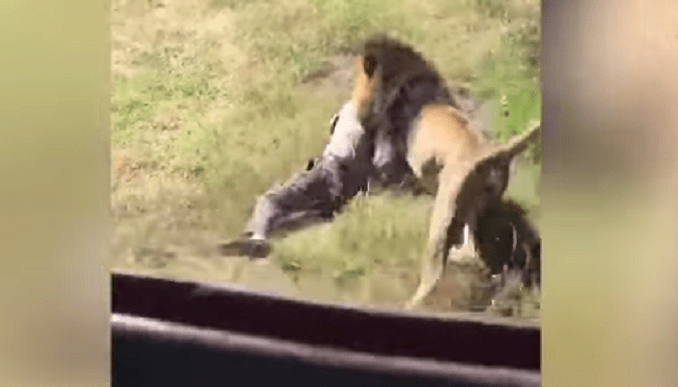 Attacchi Di Animali Feroci All Uomo Video