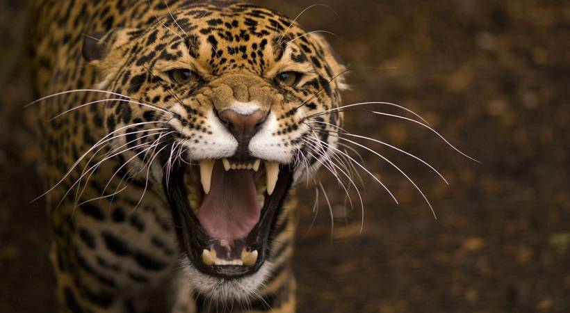 leopardo uccide bambino