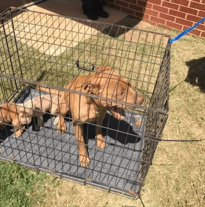 maternità cani