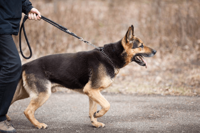Cane Da Guardia Facile Da Gestire