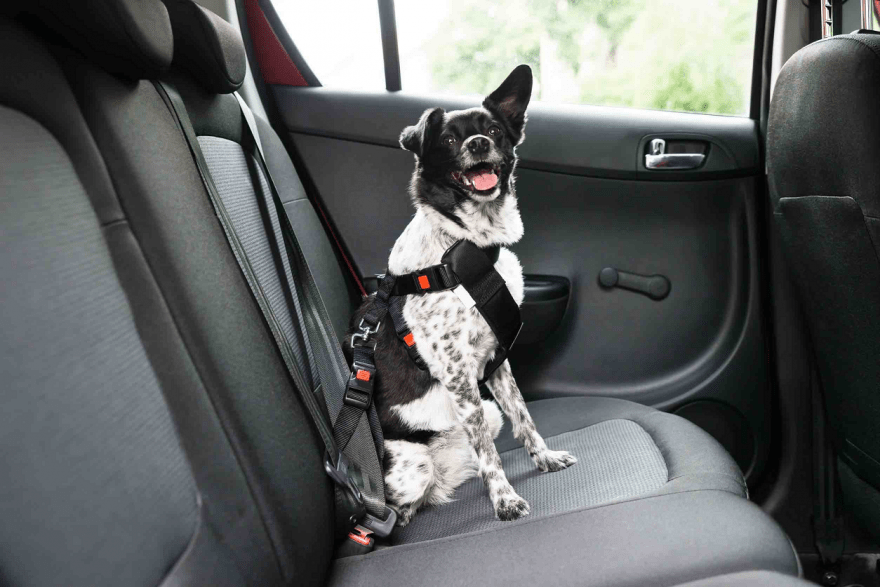 sicurezza cane auto