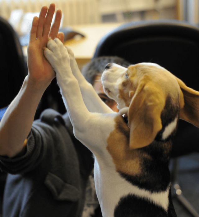 Comportamento animali il cane segue ovunque il padrone