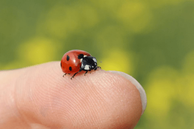 coccinelle