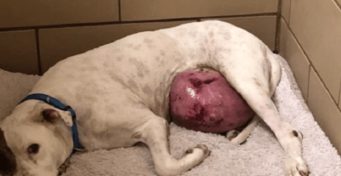 Come Muore Un Cane Con Tumore Al Fegato