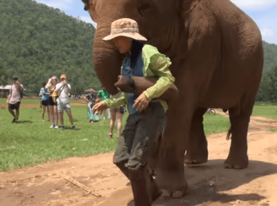 intelligenza elefanti