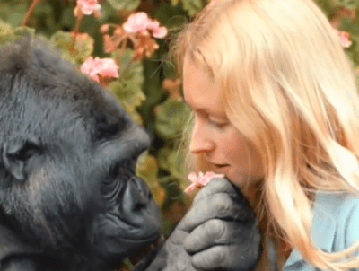 gorilla lingua segni