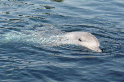 delfino femmina incinta