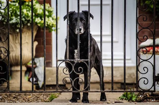 Come Addestrare Un Cane A Non Uscire Dal Cancello
