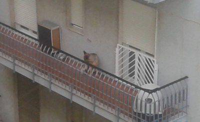 cane sul balcone