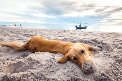 cane spiaggia mare
