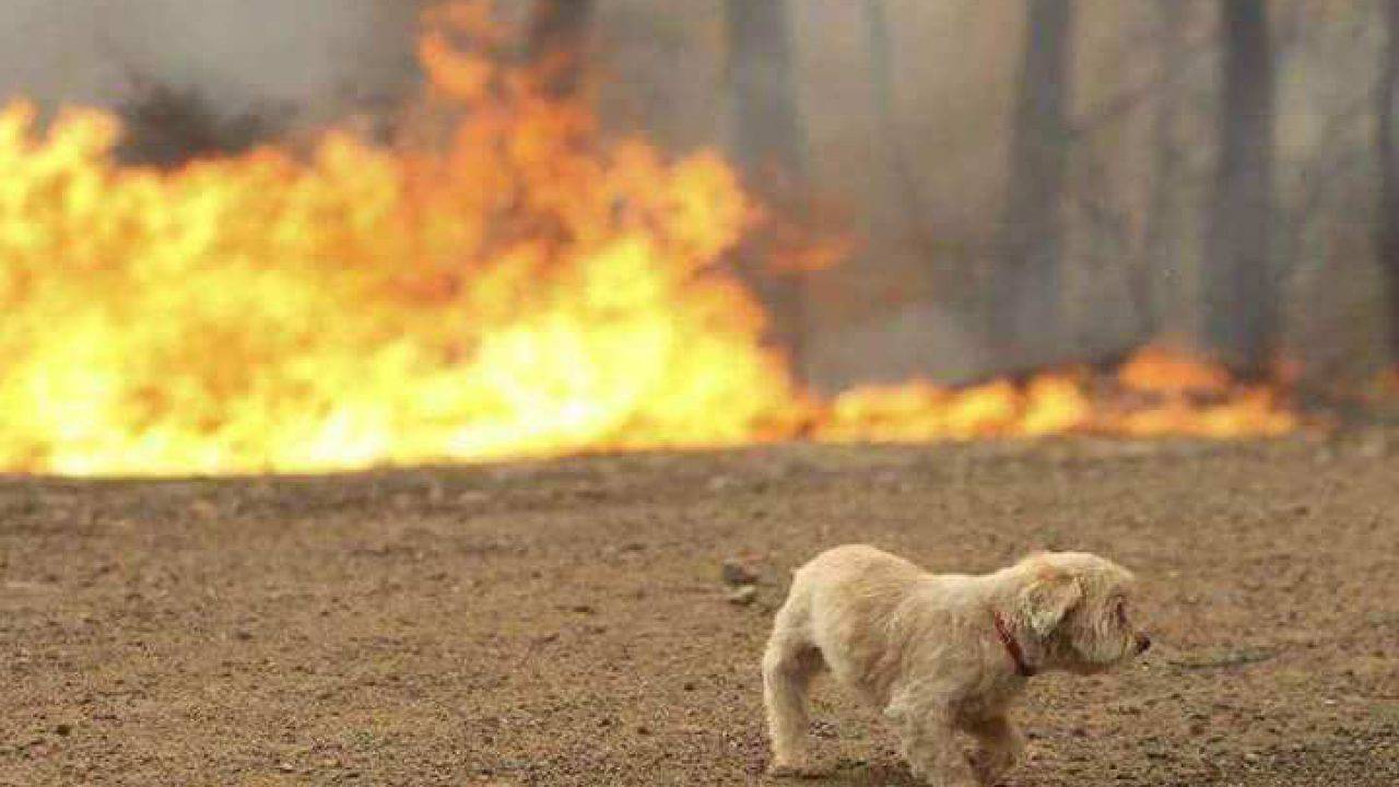 Grecia in ginocchio, le fiamme uccidono centinaia di animali - FOTO