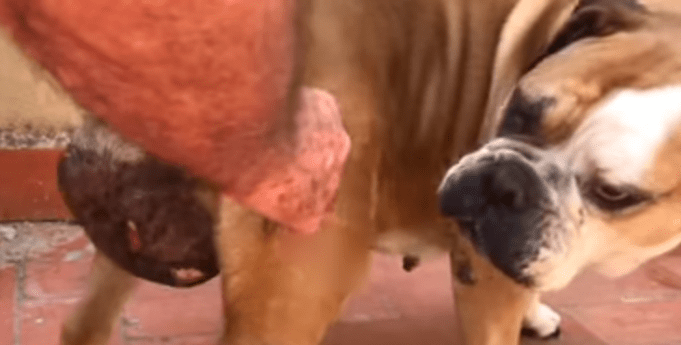 Come Muore Un Cane Con Tumore Al Fegato