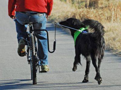 guinzaglio per cani