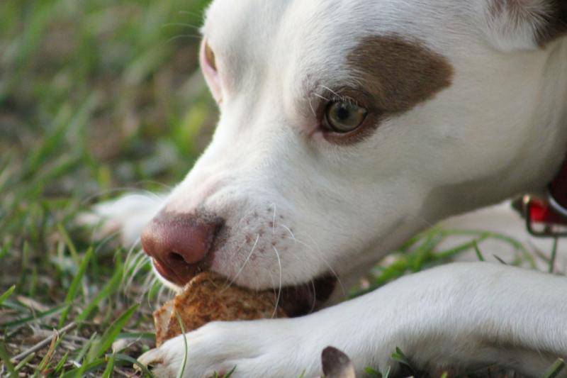 Cane Che Starnutisce E Si Lecca Il Naso