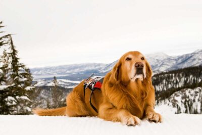 cane da soccorso sulla neve