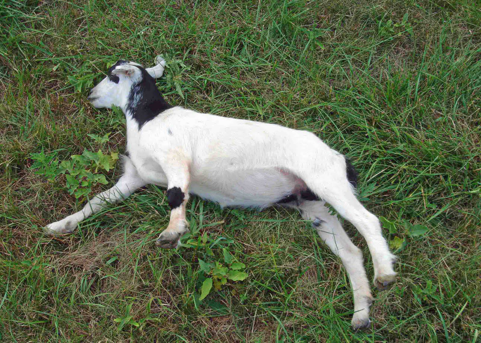 Мертвые ягнята. Обморочная коза породы коз. Обморочная (миотонические козы Теннесси) порода.