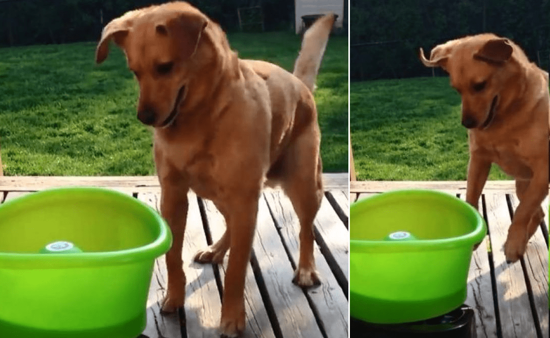 Video cani impazzito per il gioco lancia palline, cane conquista la rete