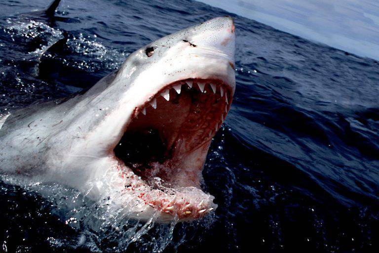 10 Animali Marini Più Pericolosi Del Mondo