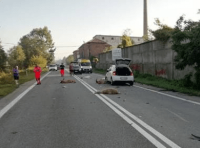 incidenti stradali animali