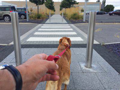 Un cane attraversa sulle strisce - foto Istock