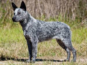 Maculato O Ticchettio Alcune Razze Di Cani A Macchie Nere