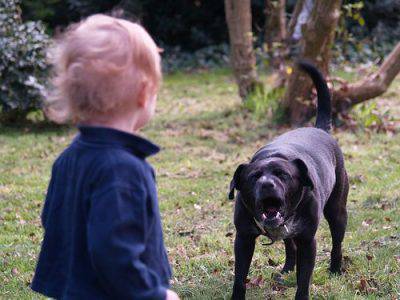 aggressioni cani