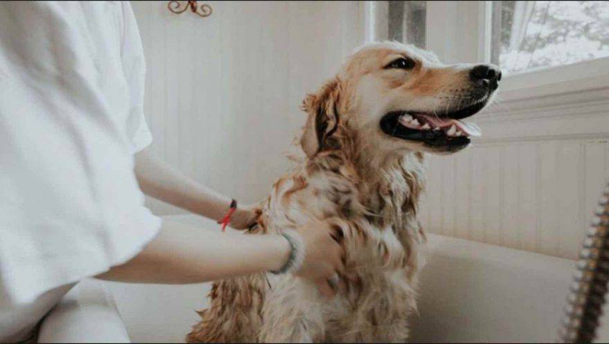 spazzolare il cane