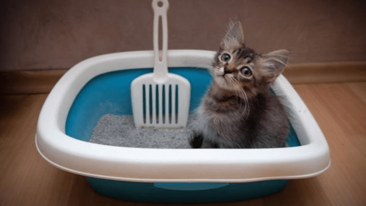 Come Insegnare Al Gatto A Usare Il Wc Amoreaquattrozampe It