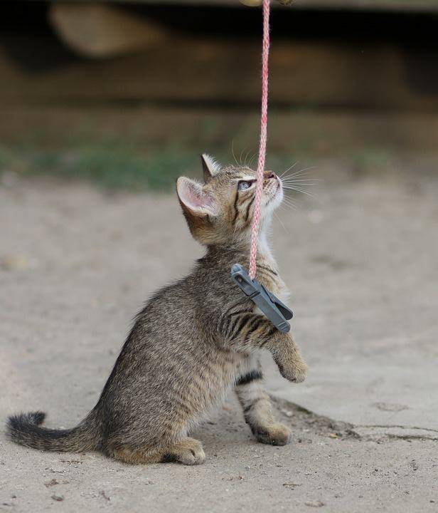 giocare con il gatto