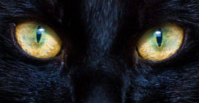 gatti scacciano spiriti maligni