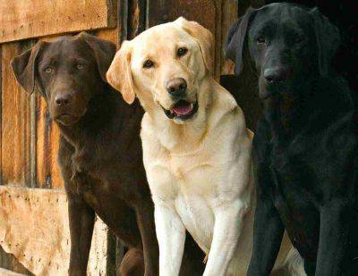 Il colore del manto determina la longevità del labrador