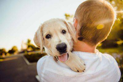 lettera al cane