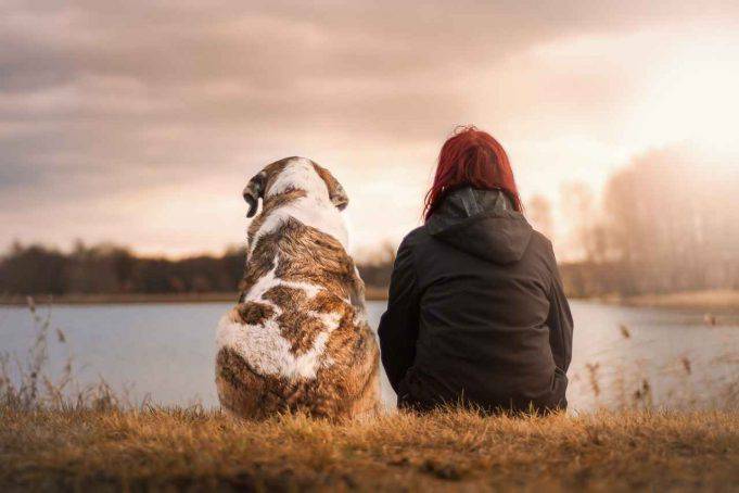 Qui Giacciono I Miei Cani Analisi