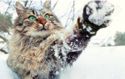 proteggere gatto dal freddo