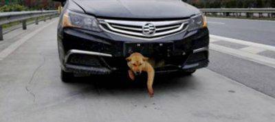 incidenti stradali animali