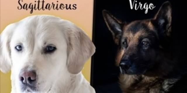 Qualè Il Tuo Animale Domestico Ideale Secondo Il Tuo Segno