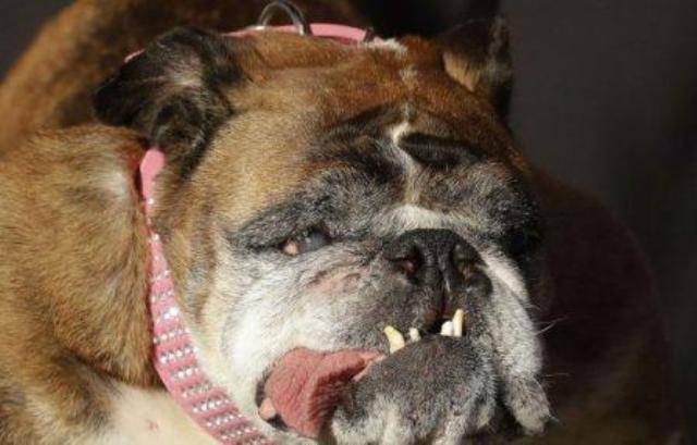 Questo Bulldog Inglese E Ufficialmente Il Cane Piu Brutto Del Mondo 18