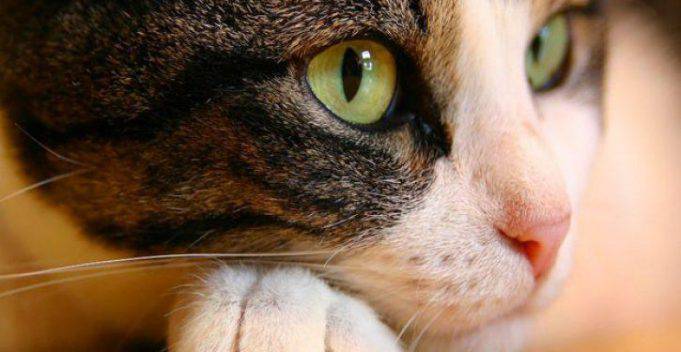 Cosa Vedono I Gatti Che Noi Non Vediamo