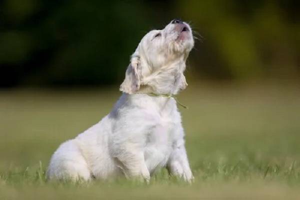 vocalizzazioni cane