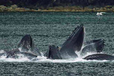 Giappone caccia balene