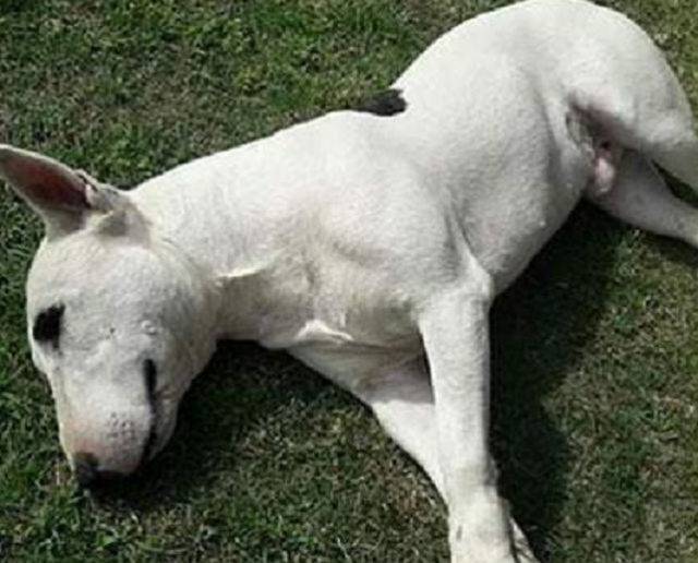 Sognare Che Ti Rubano Il Cane Rubano il cane, un bull terrier per farlo combattere