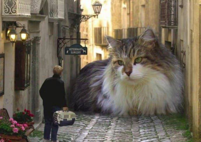 dimensione gatti giganti