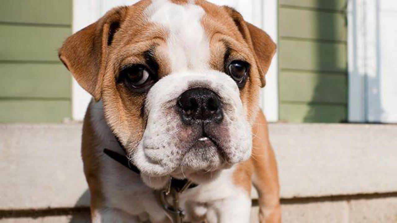 Nomi Per Cani Maschi E Femmine Dalla A Alla Z Intramontabili E Originali