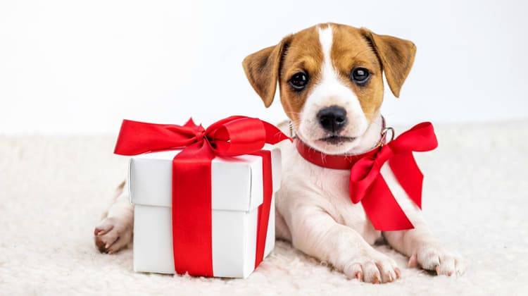 Regali Di Natale Per Cani.Regali Di Natale Per Cani 10 Idee Sfiziose Da Non Perdere