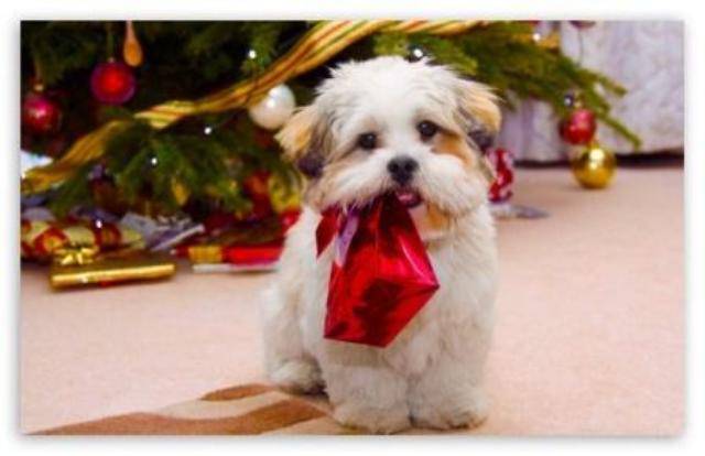 Foto Cani Di Natale.Regali Di Natale Per Cani 10 Idee Sfiziose Da Non Perdere