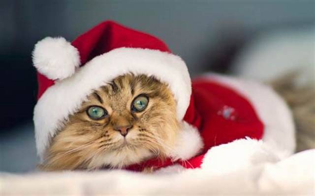 Idee regali di Natale per gatti