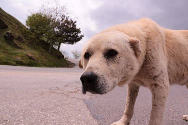 cane abbandonato