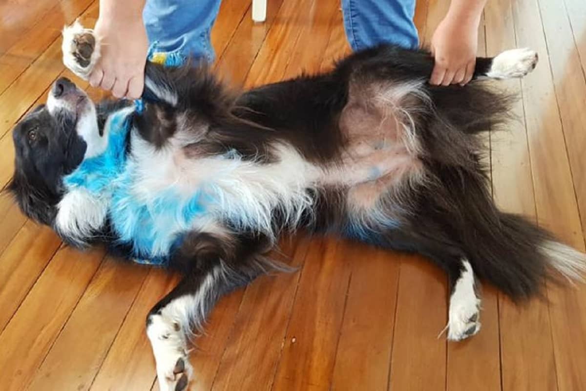 cane dipinto blu
